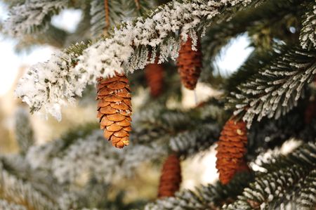 Frost Covered Spruce Tree Branches with Pine Coneの写真素材