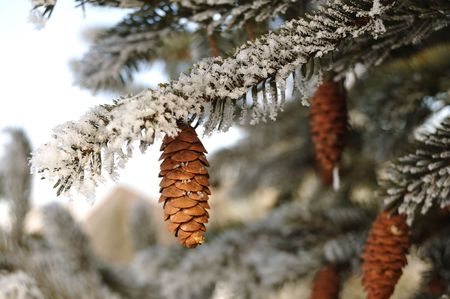 Frost Covered Spruce Tree Branches with Pine Coneの写真素材