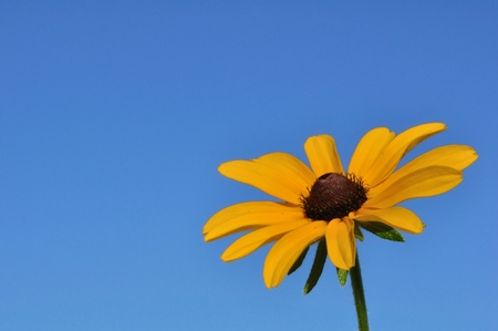 Black-Eyed Susan (Rudbeckia Hirta) a Native Wildflowerの写真素材