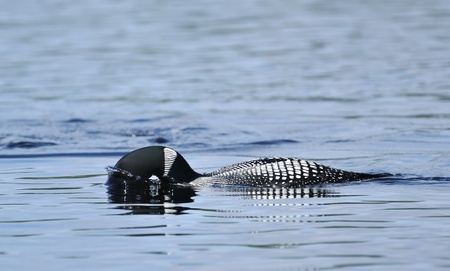 Common Loon (Gavia immer) on a Lake Putting its Head in the Waterの写真素材