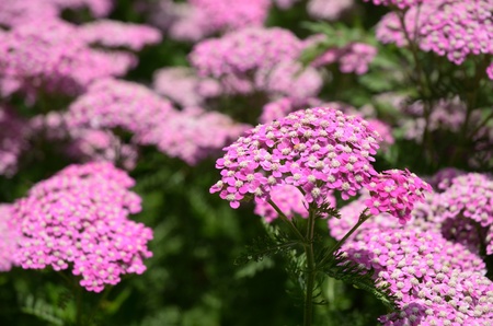 Pink Yarrow  (Achillea millefolium) Flower in Bloomの写真素材