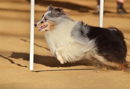 Shetland Sheepdog (Sheltie) Weaving Through Weave Poles at a Dog Agility Trialの写真素材