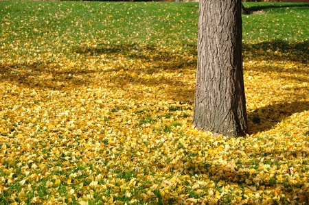 Fallen Ginkgo Leaves on a Grass Lawn in the Fall