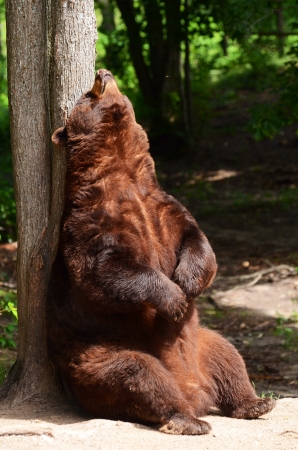 American Black Bear Rubbing His Back on a Treeの写真素材