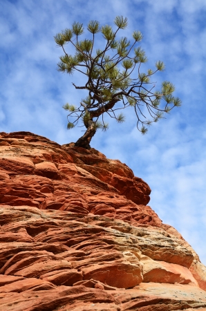 Pine  Pinyon  Tree Growing atop a Sandstone Formation in Zion National Parkの写真素材