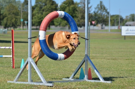 Yellow Labrador Retriever Jumping Through a Tire at Dog Agility Trialの写真素材