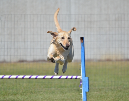 Yellow Labrador Retriever Leaping Over a Jump at Dog Agility Trialの写真素材