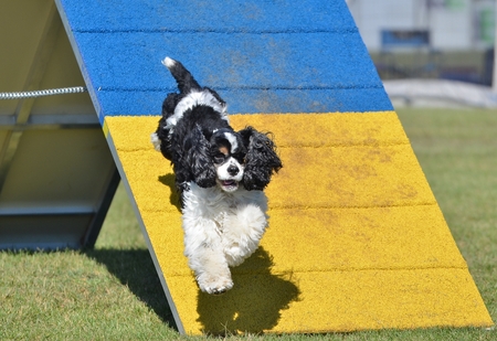 American Cocker Spaniel Jumping off an A-frame at Dog Agility Trialの写真素材