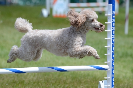 Miniature Poodle Leaping Over a Jump at a Dog Agility Trialの写真素材