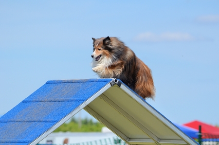 Tricolor Shetland Sheepdog (Sheltie) Climbing an A-frame at Dog Agility Trialの写真素材