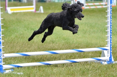 Black Miniature Poodle Running Leaping Over a Jump at an Agility Trialの写真素材