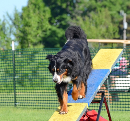 Bernese Mountain Dog on a Teeter-Totter at Dog Agility Trialの写真素材