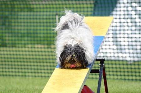 Havanes on a Teeter-Totter at Dog Agility Trialの写真素材