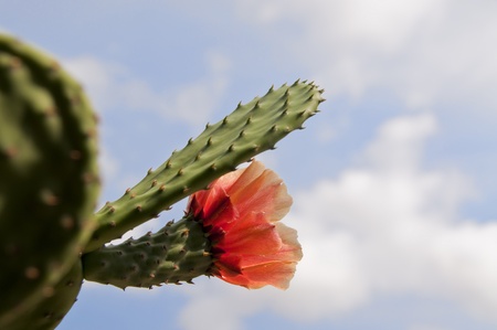 kaktus flower in the skyの写真素材