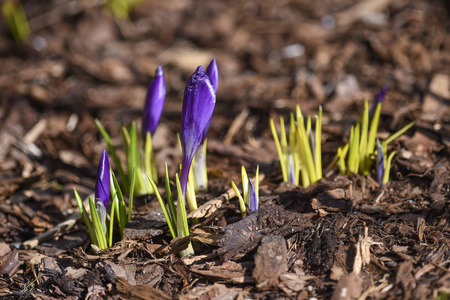 Breakthrough of spring