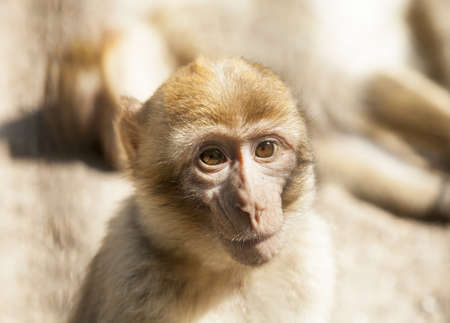 Macaque close-upの写真素材