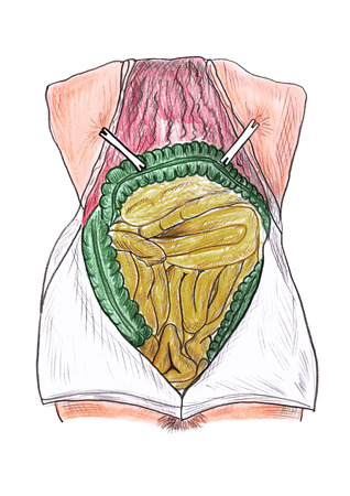 open abdomen large and small intestine isolatedの写真素材