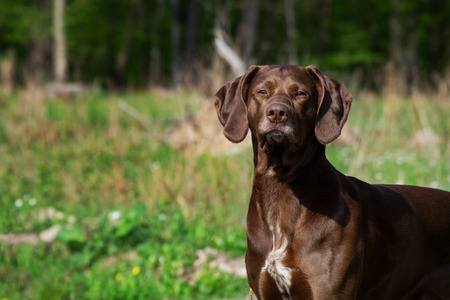 german shorthaired pointer hunter dog