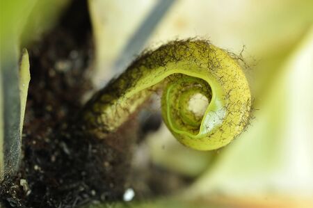 Close-up birds nest fern green in botanic garden with blurry background and soft sunlight. nest fernの写真素材