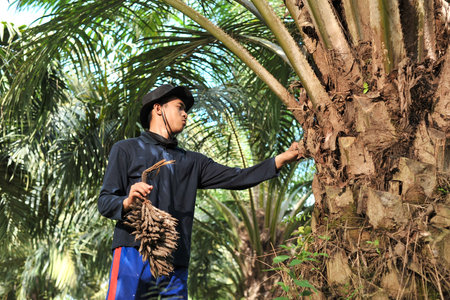 Portrait asian traditional farmer clean oil palm trunk from weeds. Planterの写真素材