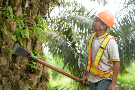 Senior traditional asian palm oil farmer looking for ripe palm oil fruits with cutting tool. planter palm oilの写真素材