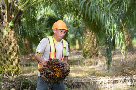 Asian farmer palm oil lifting oil palm fruit wearing safety helmet and work vest at palm oil plantationの写真素材