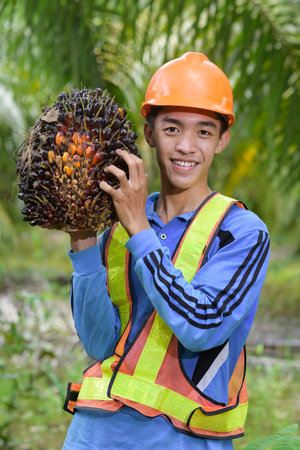 Happy Asian farmer palm oil holding a palm oil fruitの写真素材