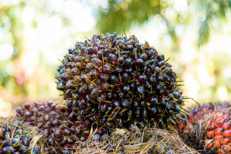 Close up of fresh ripe oil palm fruit on the ground in the gardenの写真素材