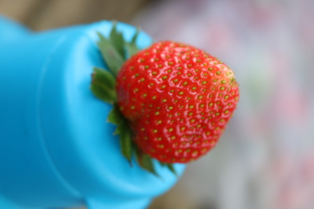 red strawberry fruitの写真素材