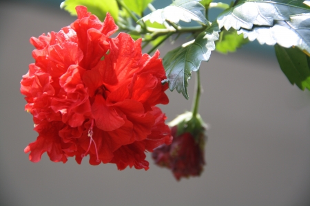 wild flowerの写真素材