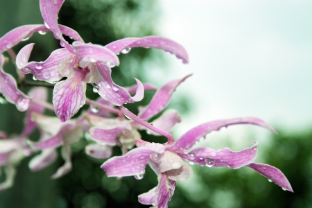 orchid syndromeの写真素材
