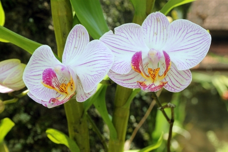 Phalaenopsis amabilisの写真素材