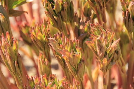 Peonies の写真素材