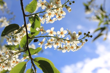 Flowering cherry in the sky 