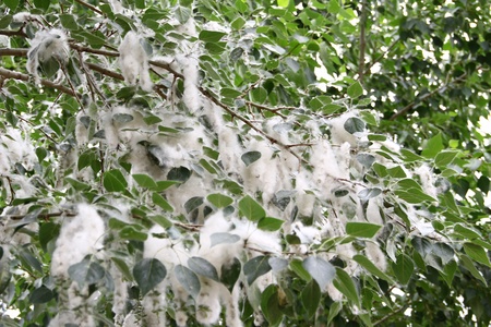 Poplar fluff on the branches of a tree 