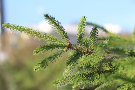 Spruce twig 