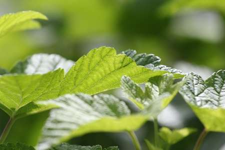 Green leaves closeup