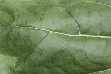 Green leaves closeup