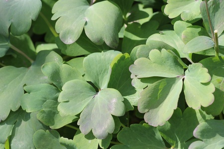 Green leaves closeup