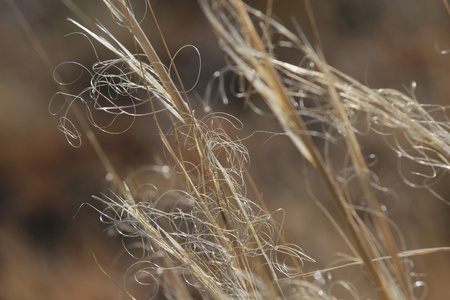Dry plant in the desert close upの写真素材