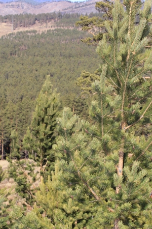 coniferous forestの写真素材