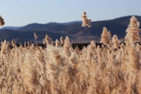 Wild plants on a background of mountainsの写真素材