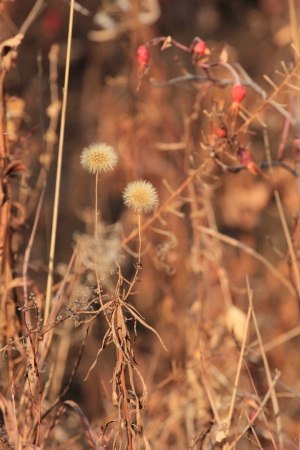 Dry field plants and flowersの写真素材