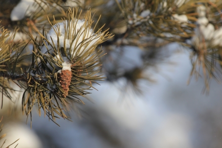 snow-covered branches and treesの写真素材