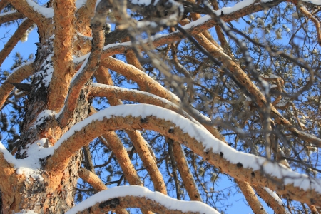 snow-covered branches and trees