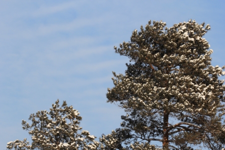 snow-covered branches and treesの写真素材