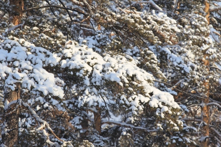 snow-covered branches and treesの写真素材