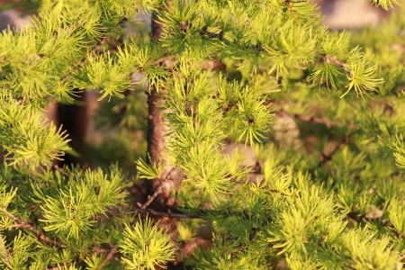 pine tree branchの写真素材