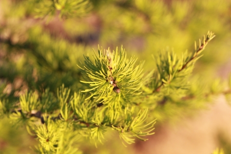 pine tree branch