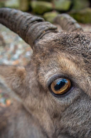 Close-up of an ibex's eyeの写真素材